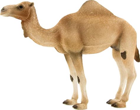 A camel’s purchase price depends on: Breed – The two most common camel breeds are Dromedary (one hump) and Bactrian (two humps). Bactrians tend to cost more as they are rarer. Age – Baby camels (calves) range from $5,000-$30,000. Adults average $7,000-$20,000 but can run $30,000+ for trained, breeding-quality adults.